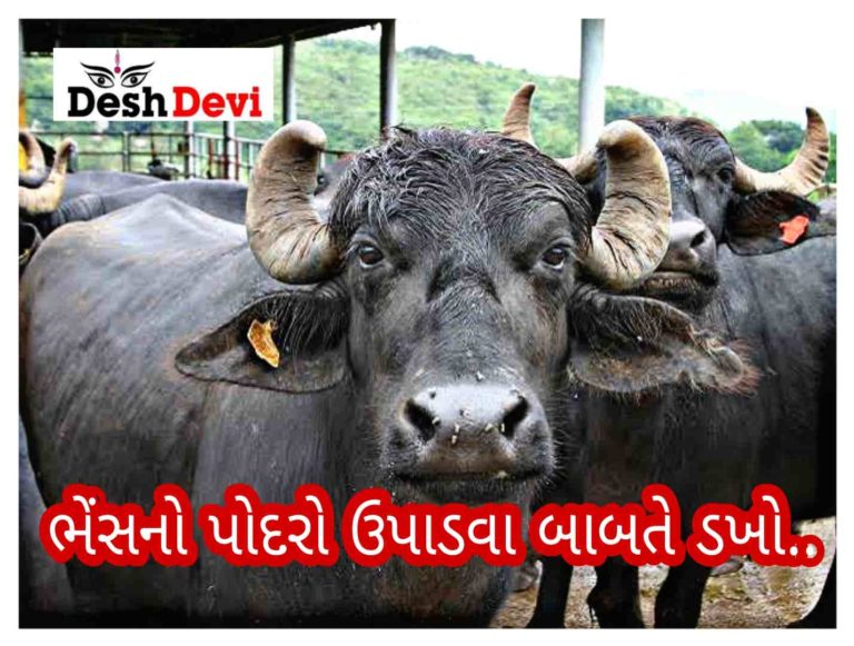 ભેંસનો પોદરો ઉપાડવા બાબતે વૃદ્ધ પર હિચકારો હુમલો: પાઇપ ફટકાર્યોની 2 સામે રાવ